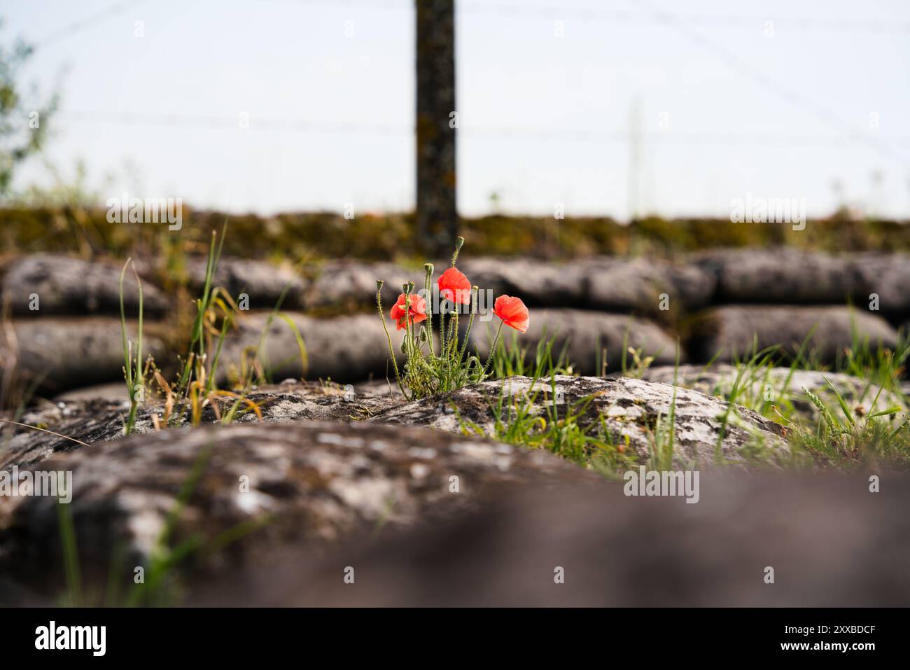 Fleur rouge résistante au milieu des tranchées de Flanders Fields Banque D'Images