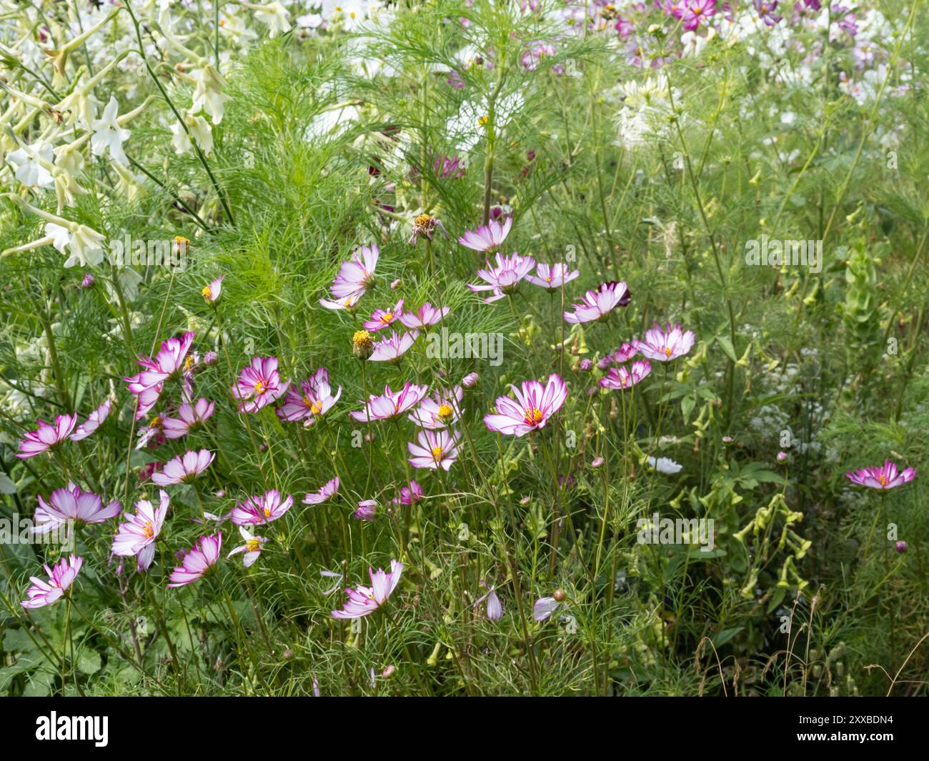 Dans un jardin de fleurs cosmos Banque D'Images