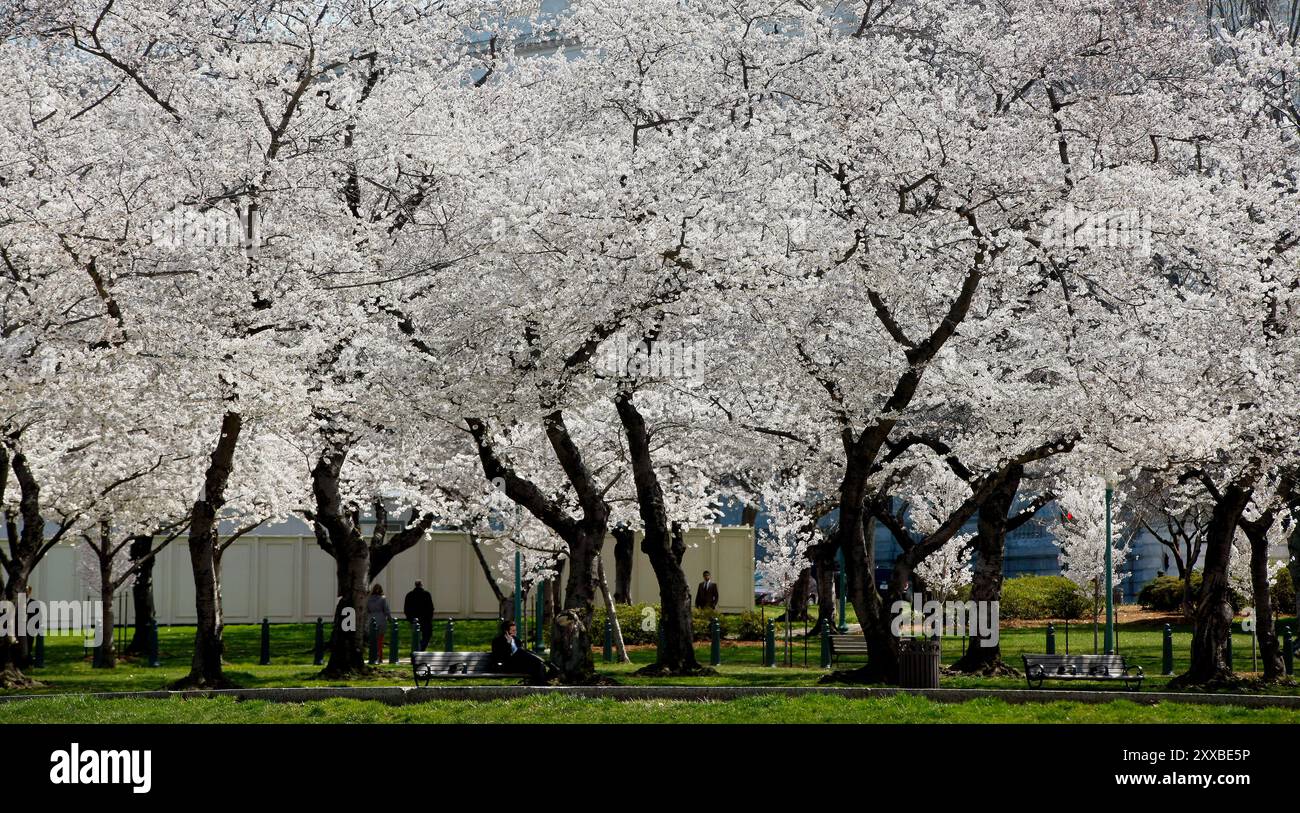 La spectaculaire floraison annuelle des cerisiers a commencé à Washington. Le pic est prévu entre le 1er et le 4 avril. Banque D'Images