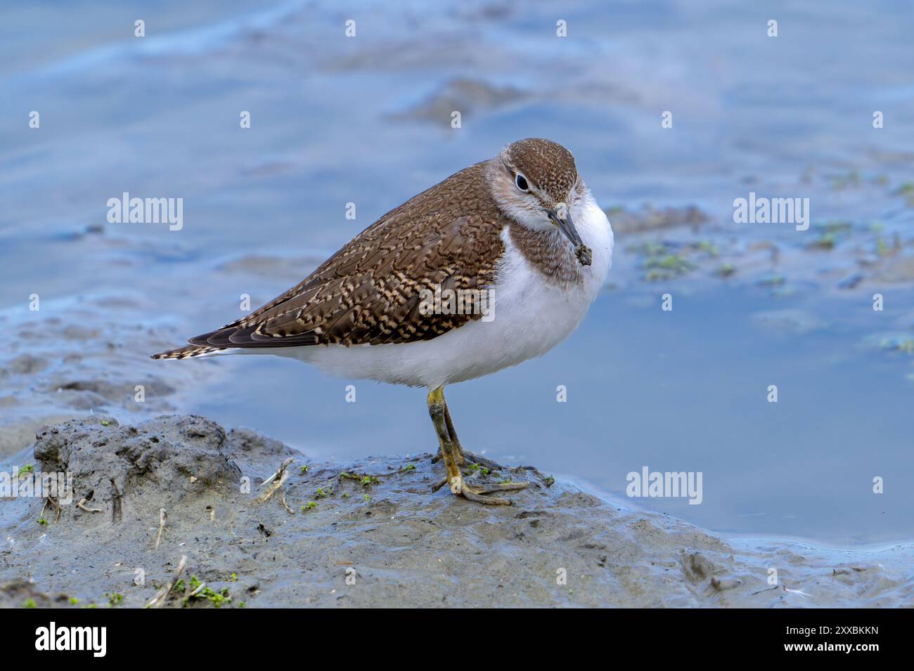 Pier à sable commun (Actitis hypoleucos / Tringa hypoleucos) reposant dans la boue le long du rivage de l'étang boueux dans les zones humides en été Banque D'Images