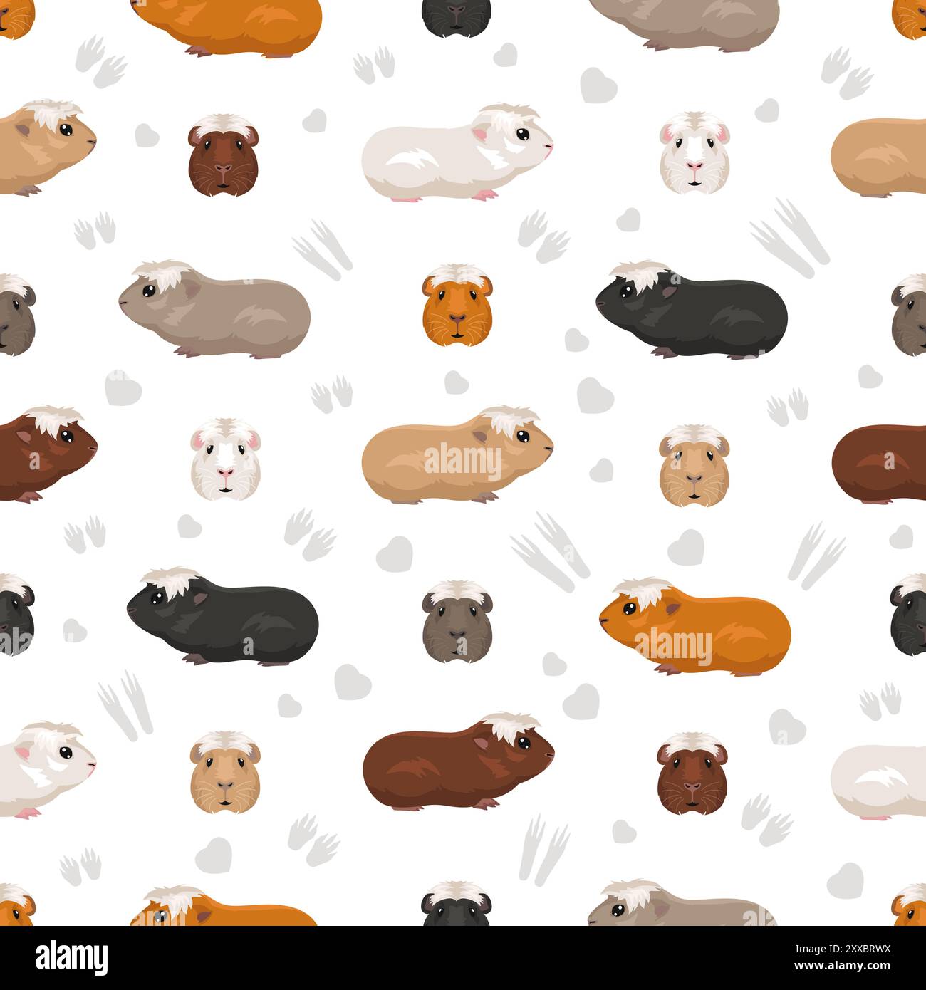 Blanc Crested Guinea Pig motif sans couture. Ensemble caves de toutes les couleurs de manteau. Petits rongeurs. Illustration vectorielle Illustration de Vecteur