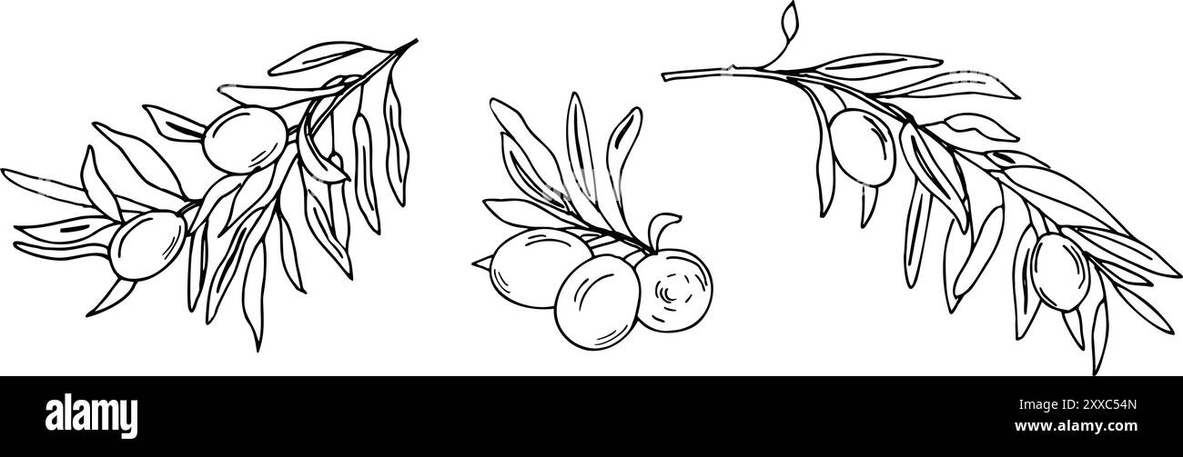 Ensemble de branches d'olivier avec des fruits isolés. Illustration vectorielle graphique dessinée à la main. Peut être utilisé pour la conception d'emballage de cartes, logos et produits Illustration de Vecteur