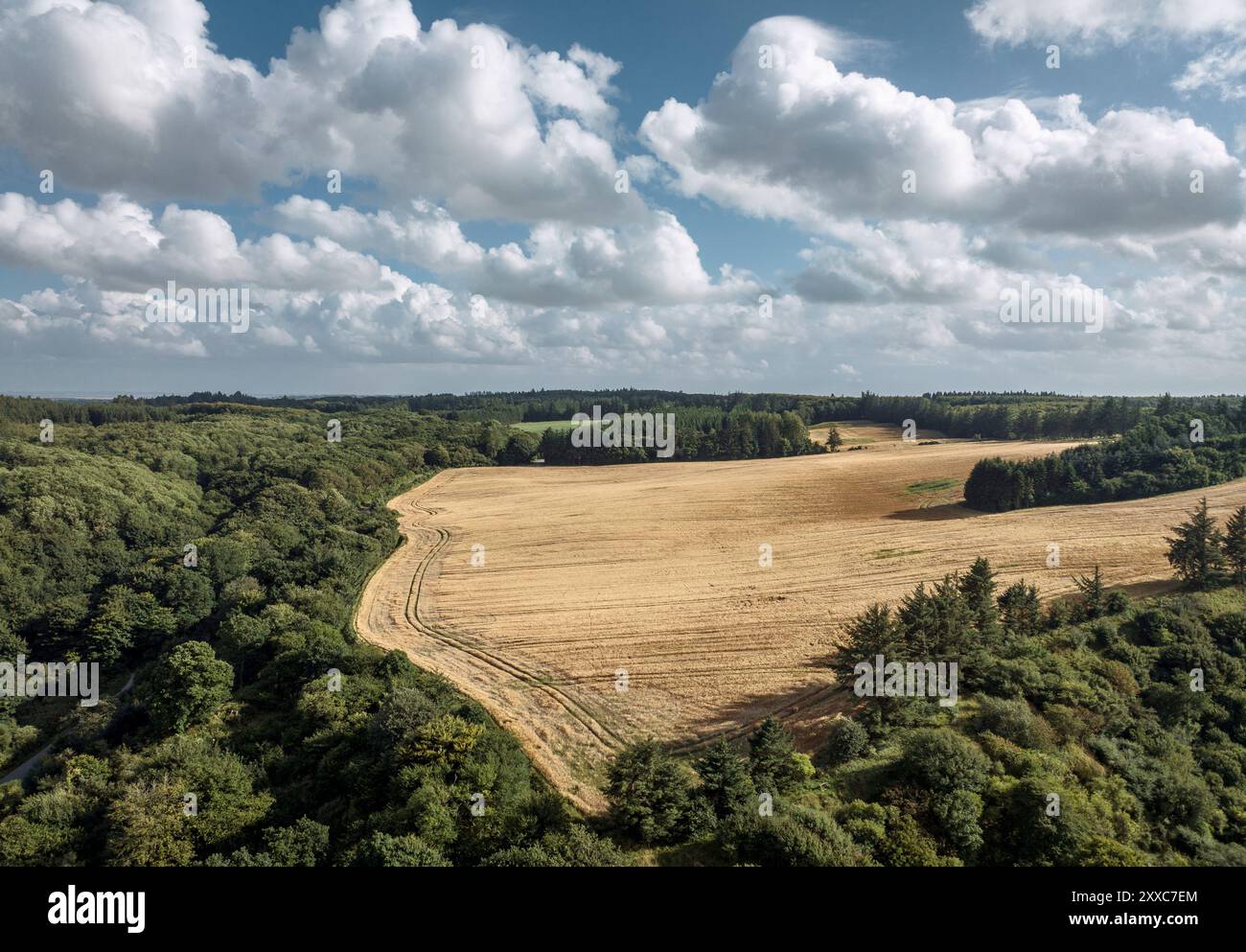 Vue aérienne au-dessus d'un champ de blé à Fosdalen og lien, Jutland, Danemark Banque D'Images