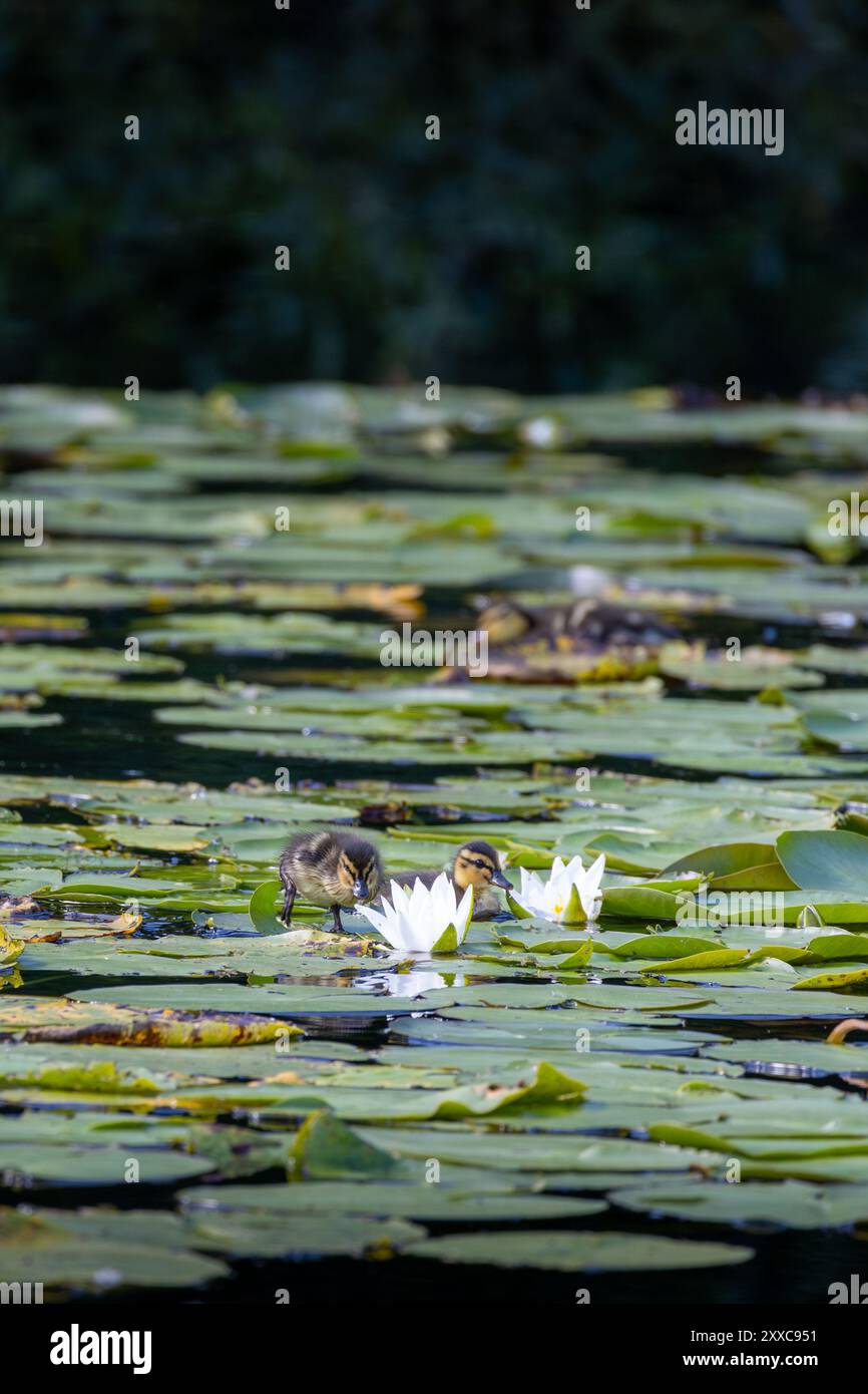 Deux canetons se nourrissent parmi les nénuphars sur un étang tranquille. La scène présente des coussinets de nénuphars verts luxuriants et des fleurs blanches, créant un env naturel serein Banque D'Images