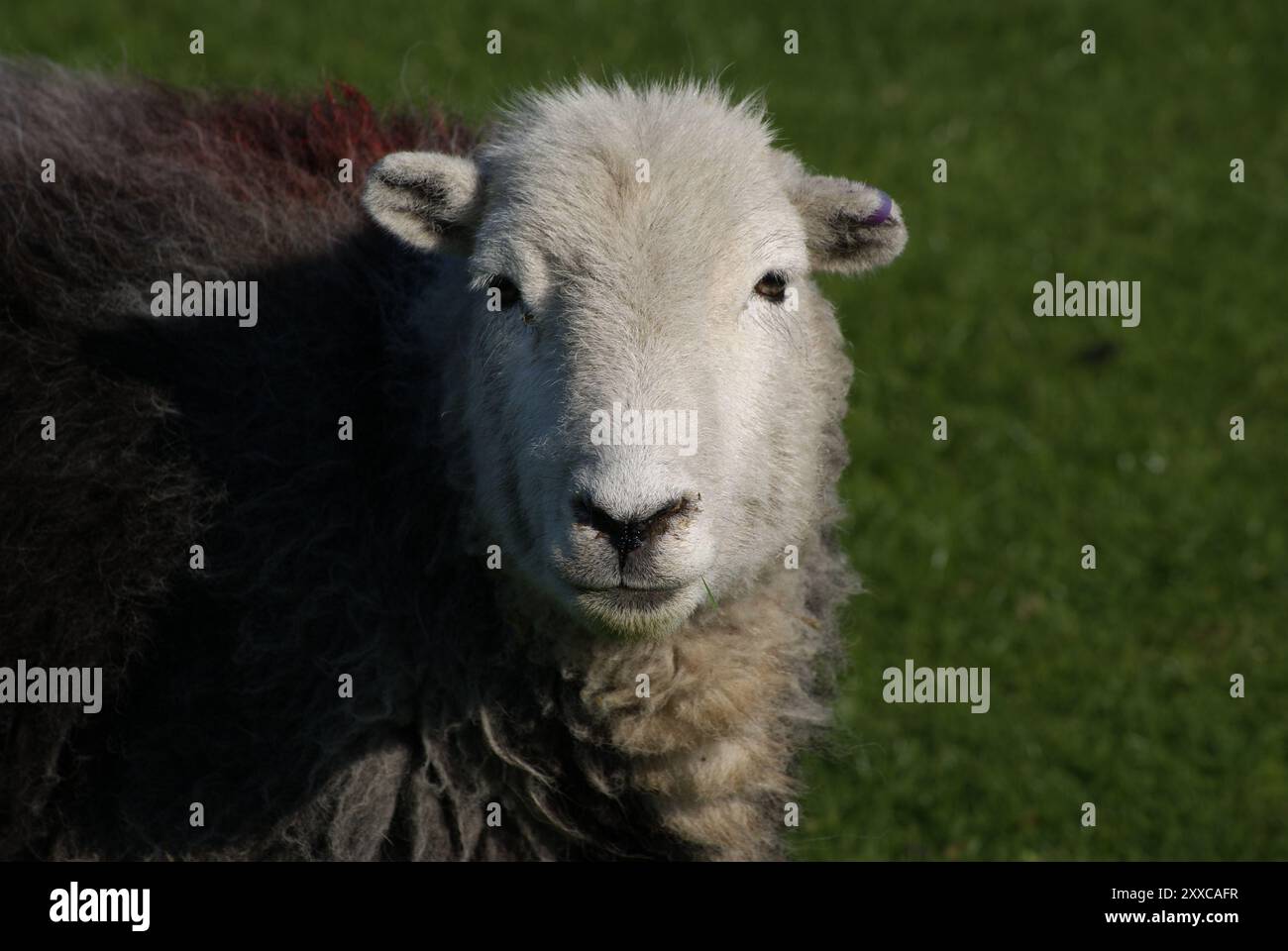 Moutons à Derwent Water, Lake District, Cumbria, Angleterre Banque D'Images