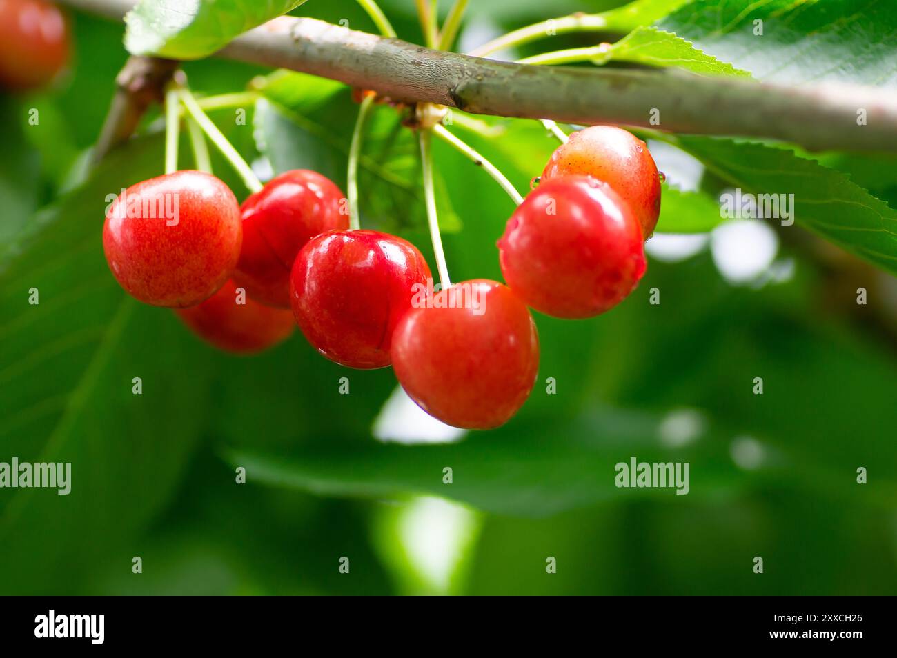 Branche de cerise rouge fraîche mûre, arbre de fruits d'été (Prunus avium) Banque D'Images