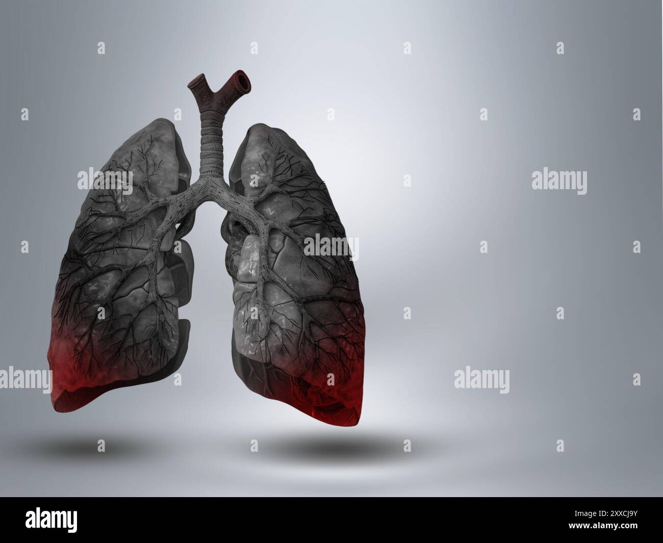 Poumons. Modèle de bannière grise avec fond gris et couleur rouge éclatante. Médecine de la santé, poumons humains virtuels COVID-19. Innovation médicale Banque D'Images
