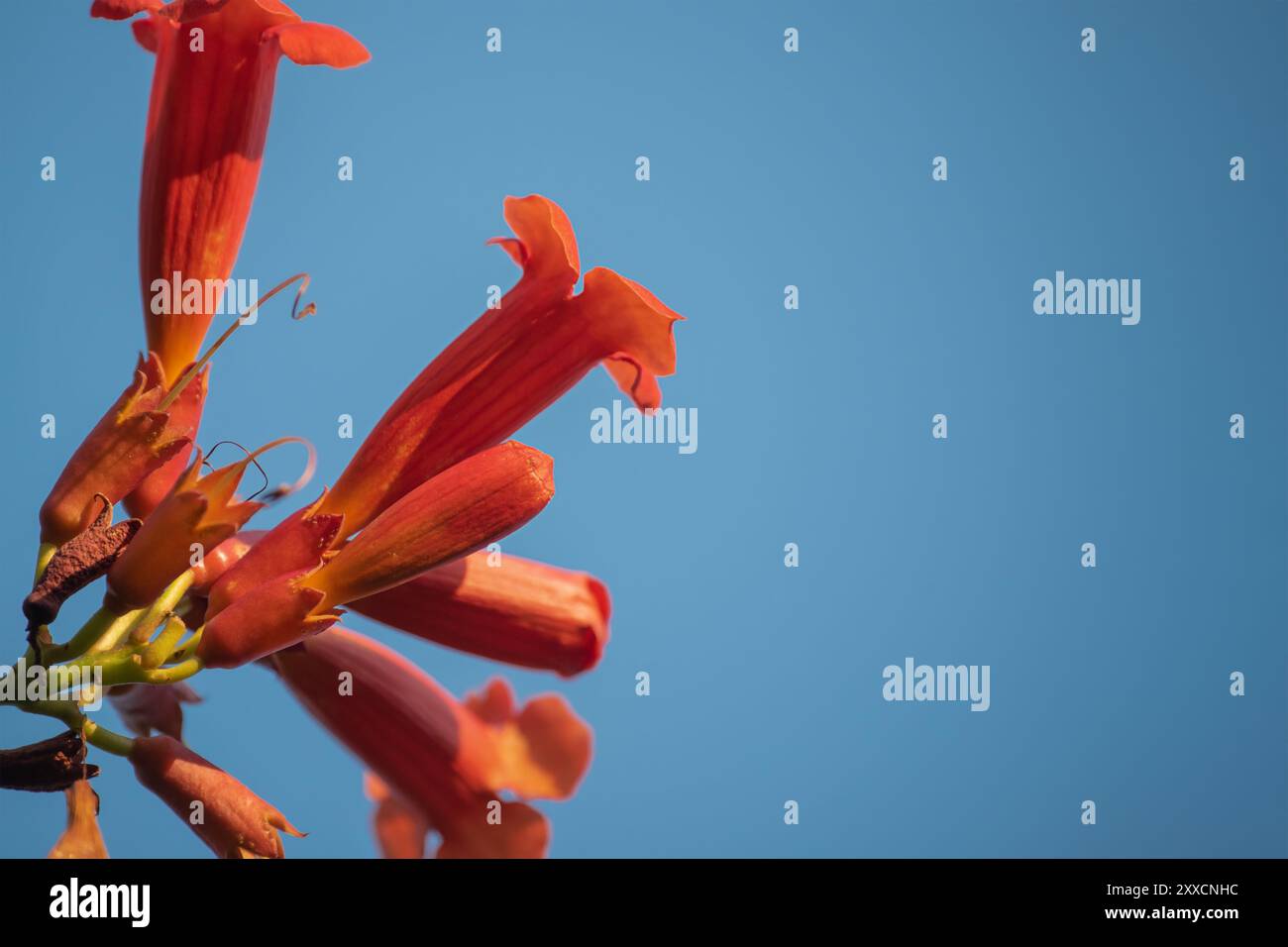 Une fleur de campsis de couleur corail sur un fond de ciel bleu Banque D'Images