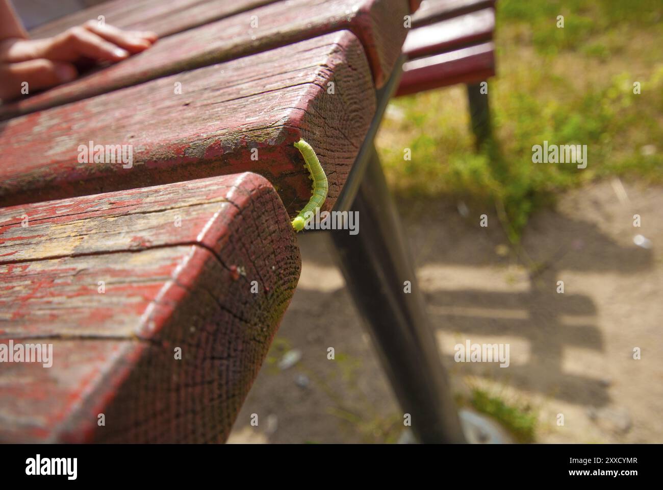 Une mouche verte sur un banc rouge Banque D'Images