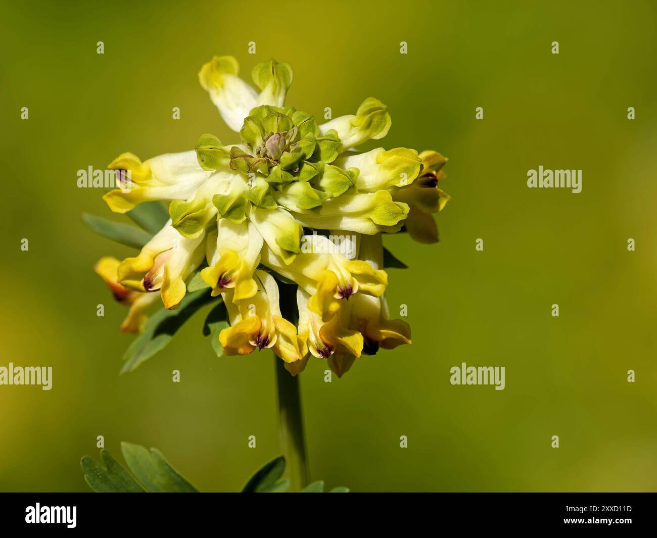 larkspur sibérien Banque D'Images