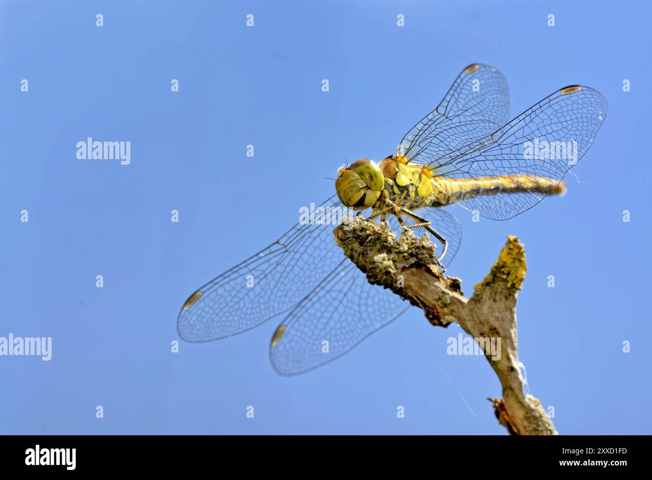 Grande damselfly Banque D'Images