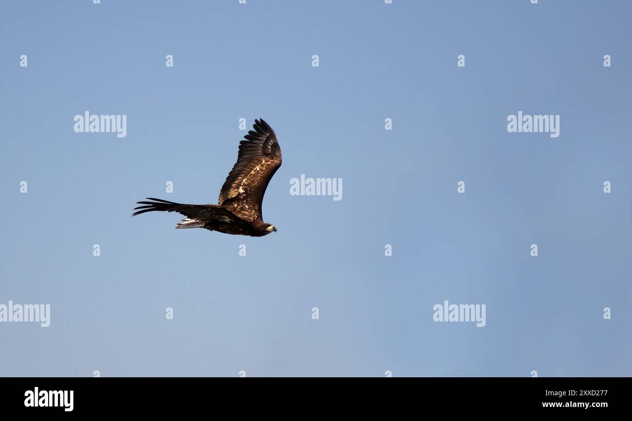 White-tailed eagle Banque D'Images