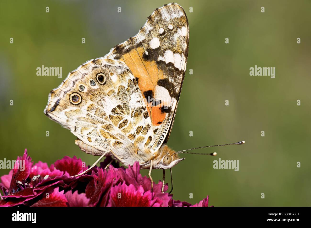 Papillon de chardon sur un oeillet barbu Banque D'Images