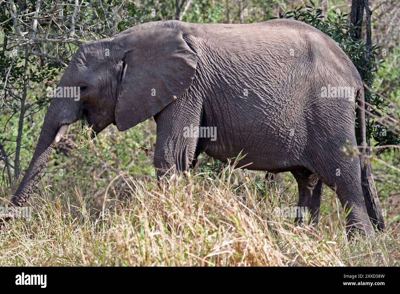Éléphant d'Afrique, Afrique du Sud, Sabie Sand Afrique du Sud, éléphant d'Afrique, Sabie Sand, faune ------------------------------- un document sur la faune, non Banque D'Images