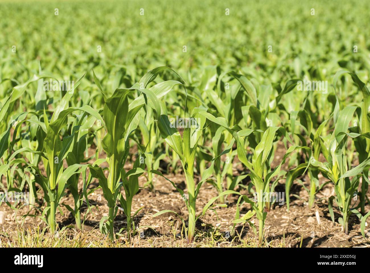 Rangées de petits jeunes maïs poussant. Vue du champ de maïs en été Banque D'Images