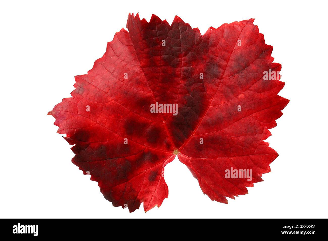 Les feuilles de vigne colorés Banque D'Images Les feuilles de vigne colorés Banque D'Images