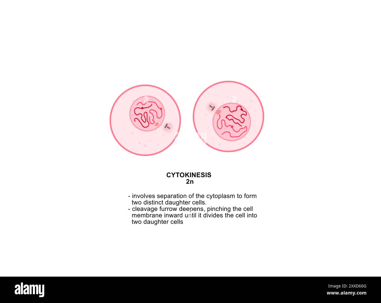 Cytocinèse, illustration. La cytocinèse est le processus physique de division cellulaire, qui divise le cytoplasme d'une cellule parentale en deux cellules filles. Banque D'Images