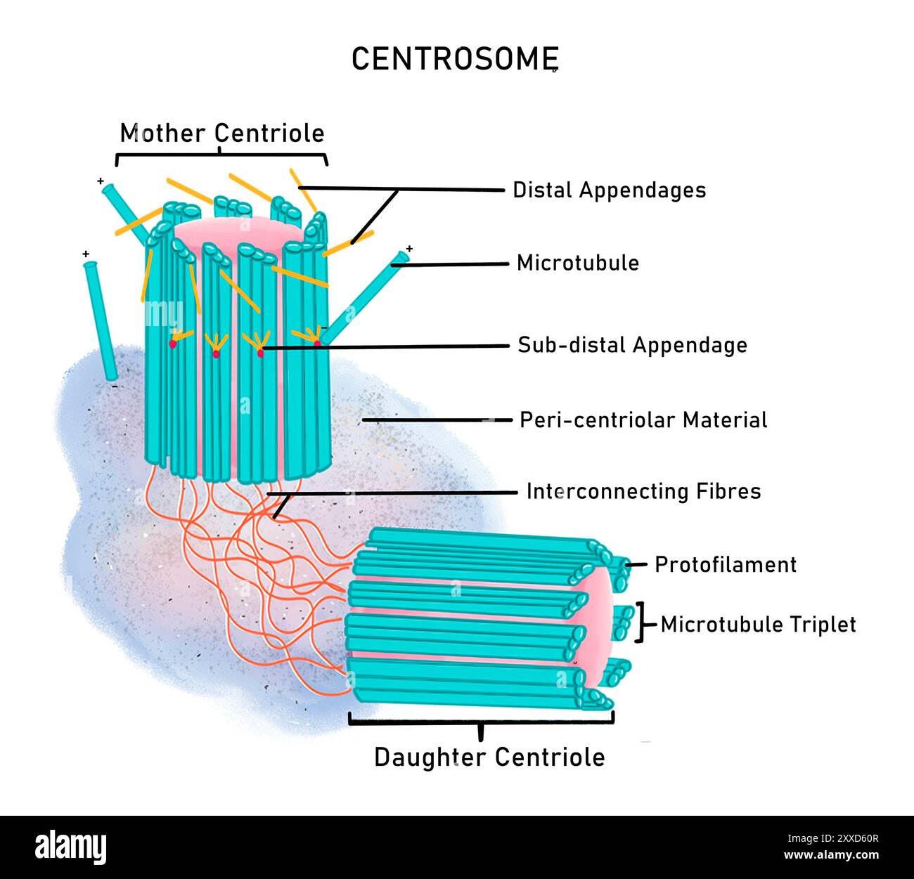 Structure d'un centrosome, illustration. Le centrosome fonctionne comme le principal centre organisateur des microtubules (MTOC) de la cellule animale. Il est structurellement composé de deux centrioles (centriole mère et centriole fille), de fibres interconnectées et de matériau péricentriolaire. Banque D'Images