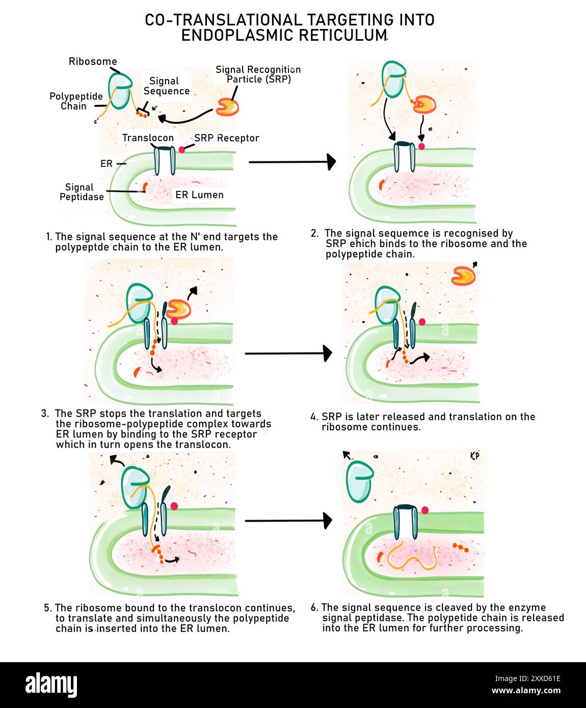 Ciblage cotranslationnel de protéines, illustration. Le ciblage de protéines est le processus de ciblage de protéines nouvellement synthétisées vers la lumière du réticulum endoplasmique de sorte que les protéines puissent être triées pour leur destination finale dans ou à l'extérieur de la cellule. Dans le diagramme ci-dessus, dans le diagramme ci-dessus, le ciblage co-translationnel (pendant la synthèse de la protéine) est vu pour une protéine sécrétoire où la traduction de la protéine se produit simultanément à son entrée dans la lumière er. Banque D'Images