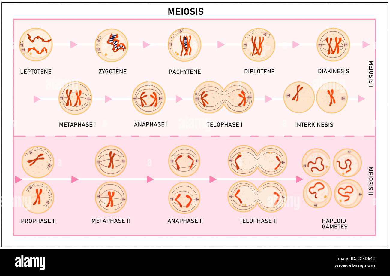 Méiose, illustration. La méiose est le processus par lequel une seule cellule se divise deux fois pour former quatre cellules filles haploïdes. Banque D'Images
