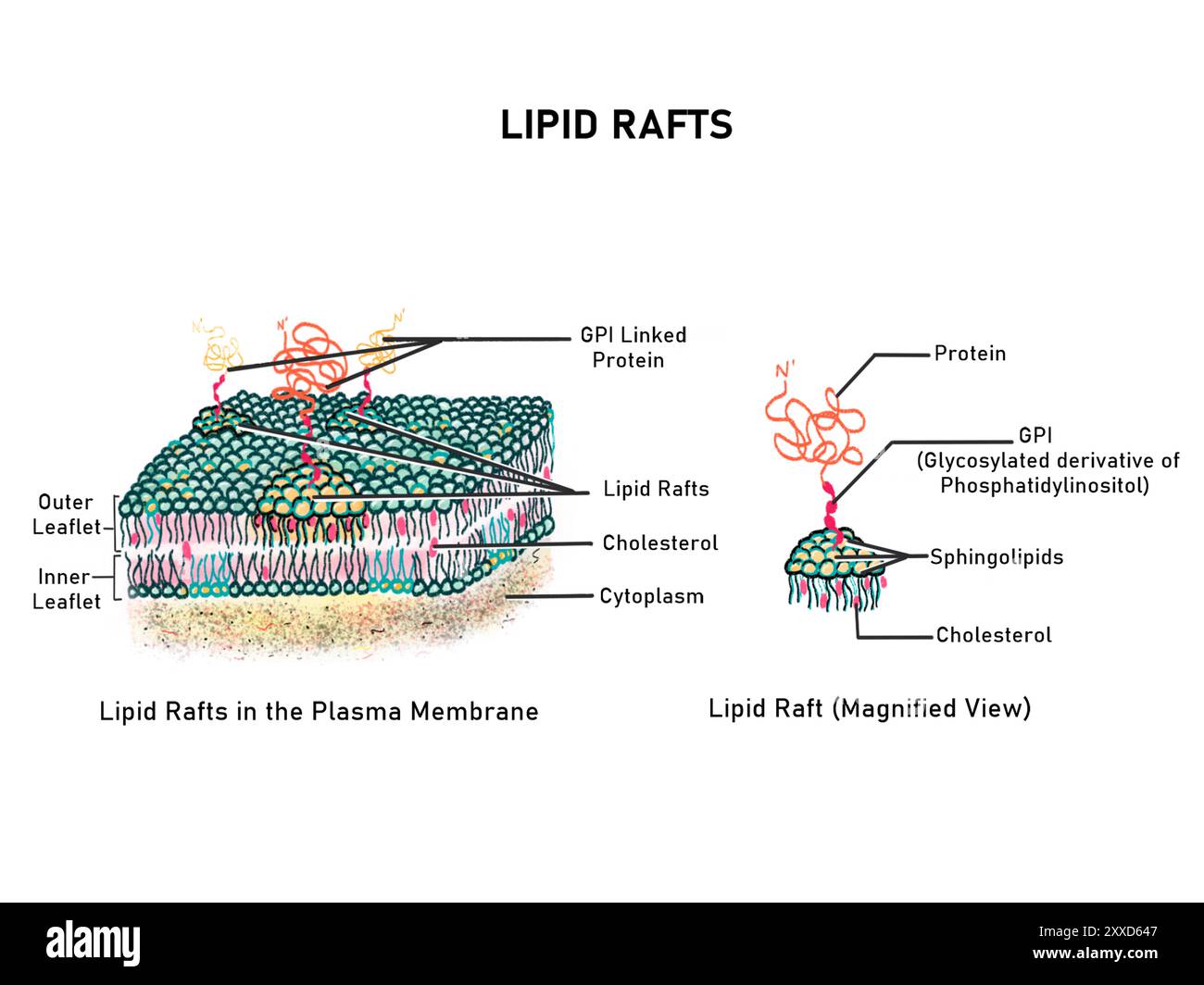 Composants de radeau lipidique, illustration. Les radeaux lipidiques, ou microdomaines lipidiques, sont des plates-formes lipidiques avec des sphingolipides, du cholestérol et des protéines comme composants principaux. Ils sont très dynamiques et ne sont formés que sur le côté extérieur de la membrane plasmique. Banque D'Images