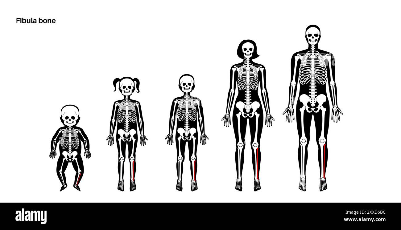 Anatomie de l'os du péroné, illustration. Banque D'Images