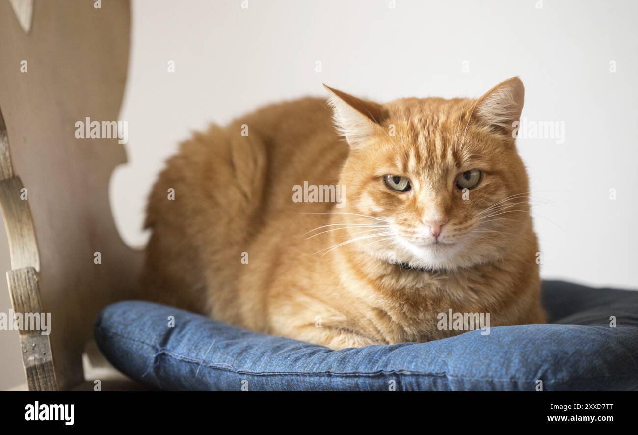 Red tabby cat est s'allonger et profiter à la maison Banque D'Images