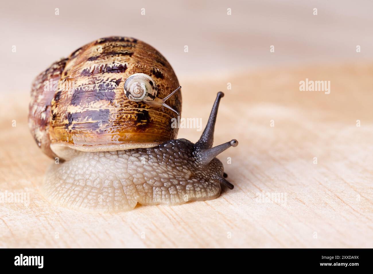 L'escargot romain tacheté porte un petit escargot sur sa maison Banque D'Images