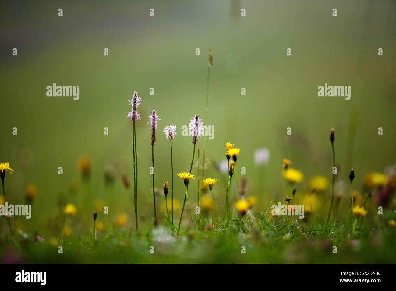 Prairie alpine avec ribwort et kr Banque D'Images