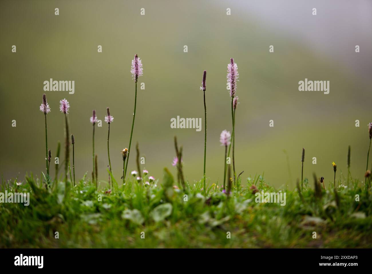 Prairie alpine avec ribwort et kr Banque D'Images