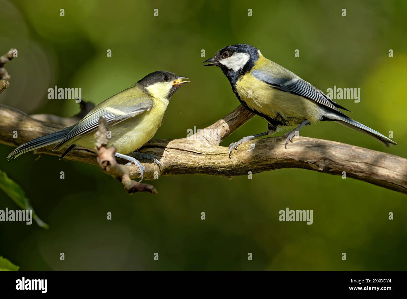 La mésange charbonnière Banque D'Images