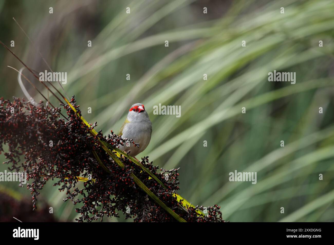finlandais à sourcils rouges (Neochmia temporalis) assis dans un buisson sur Fraser Island, Queensland, Australie. Finch à sourcils rouges (Neochmia temporalis) assis sur un Banque D'Images