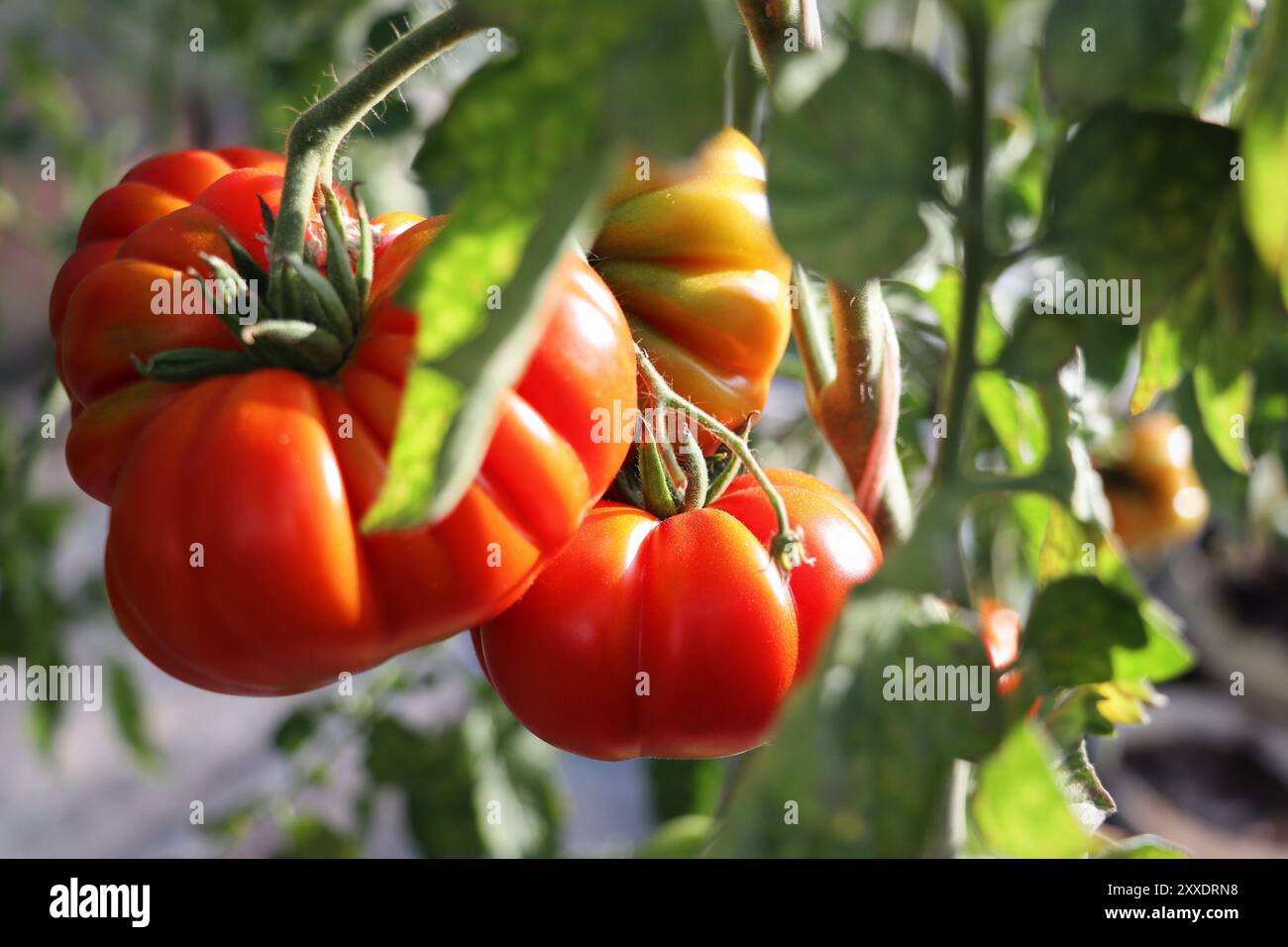 Belles tomates rouges en branche dans la maison verte , tomates biologiques . Banque D'Images