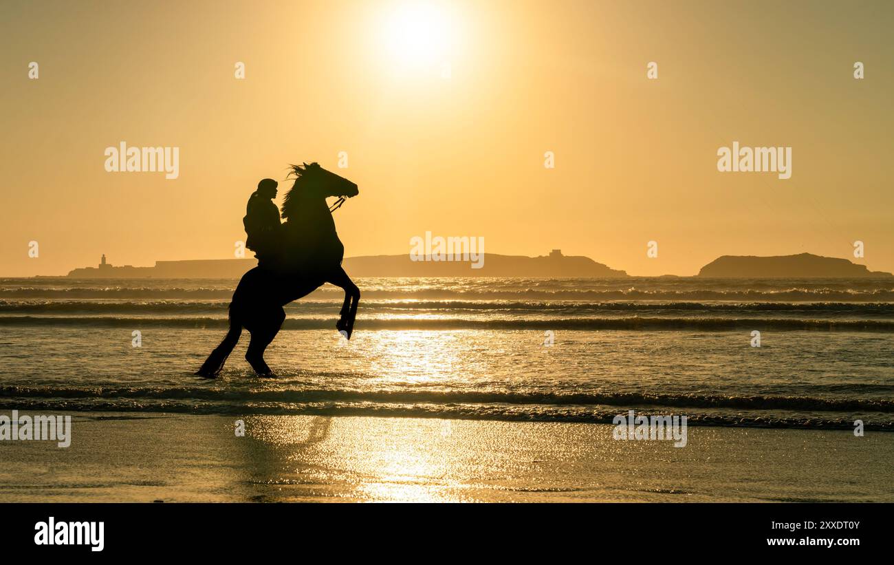 Silhouette d'un cheval et de son cavalier non identifié sur la plage d'Essaouira au coucher du soleil, Maroc, capturant un moment de tranquillité sur la côte. Banque D'Images