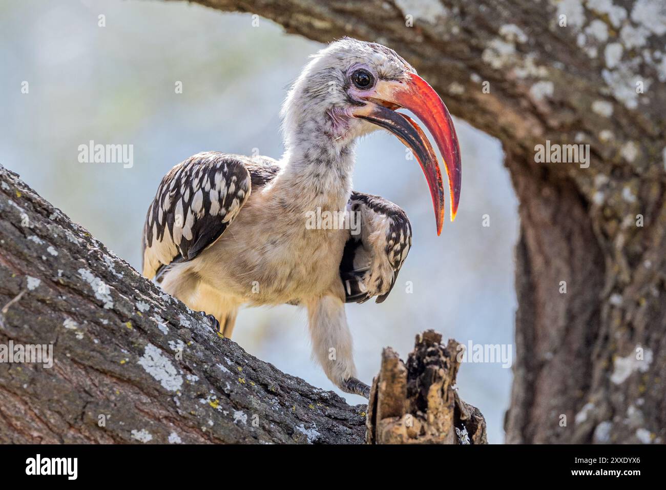 Hornbill à bec rouge, parc national de Tarangire, Tanzanie Banque D'Images