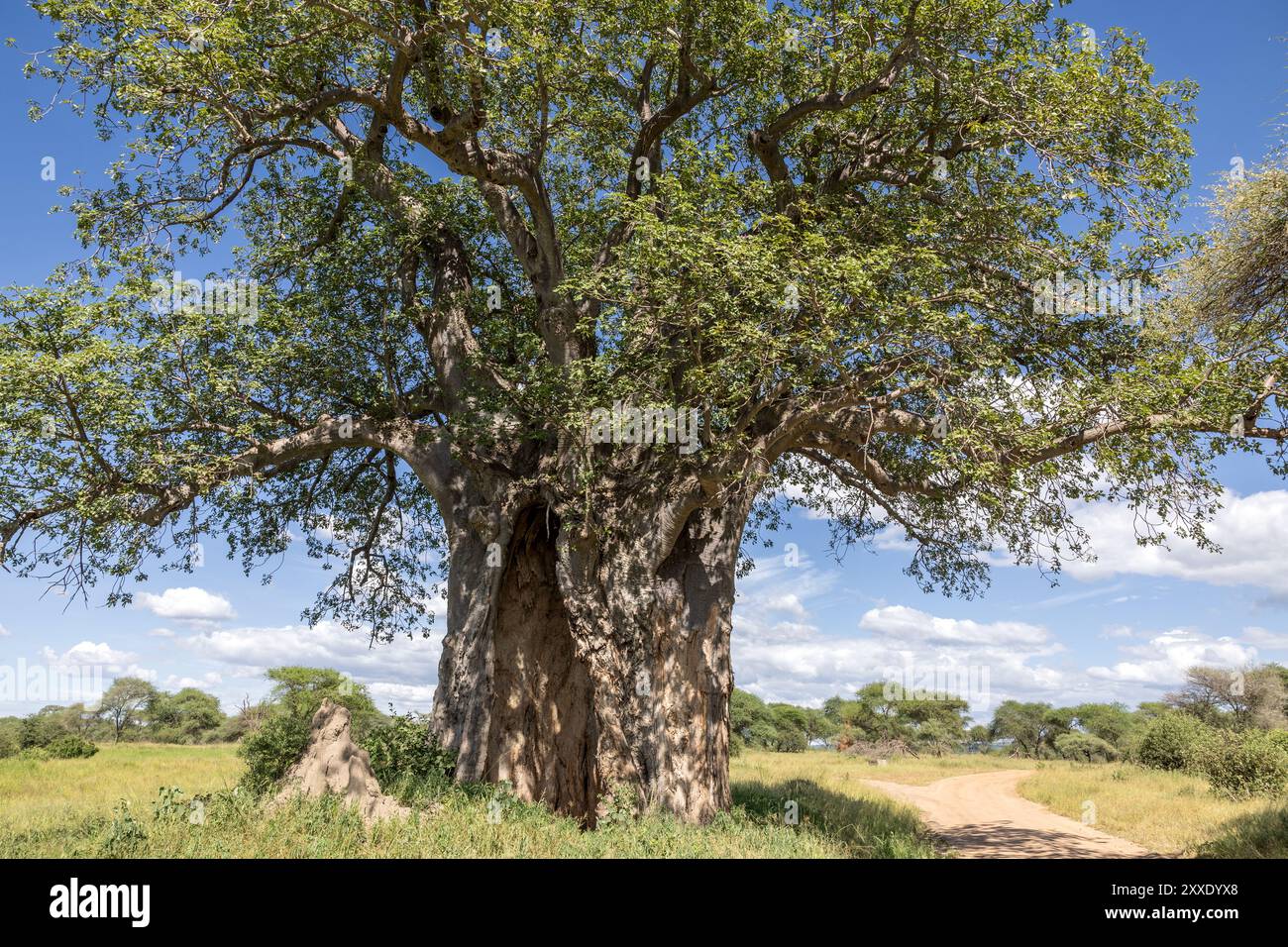 Baobab en feuille, parc national de Tarangire, Tanzanie Banque D'Images