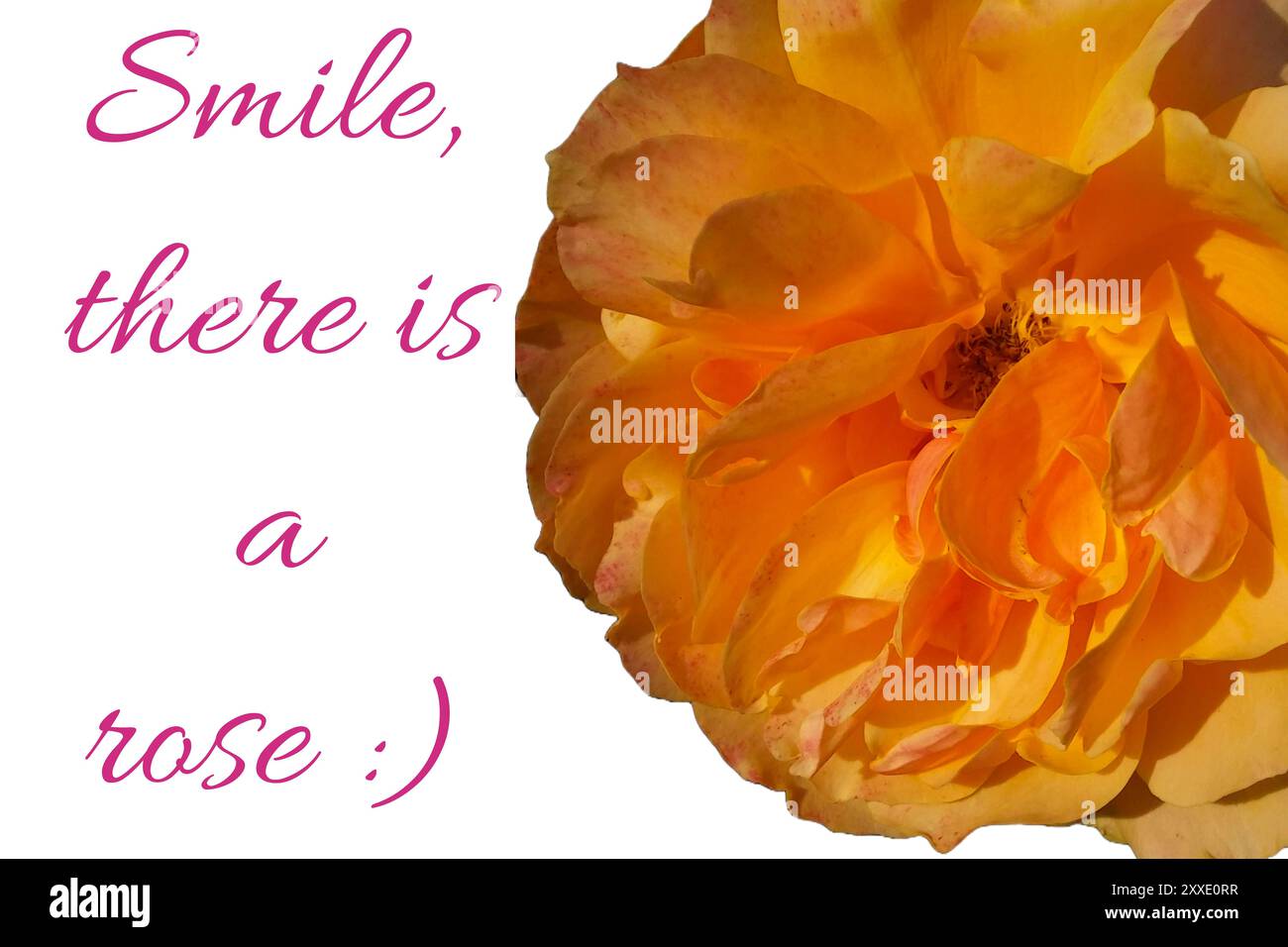 Citation. Citations motivantes et inspirantes - sourire, il y a une rose Banque D'Images