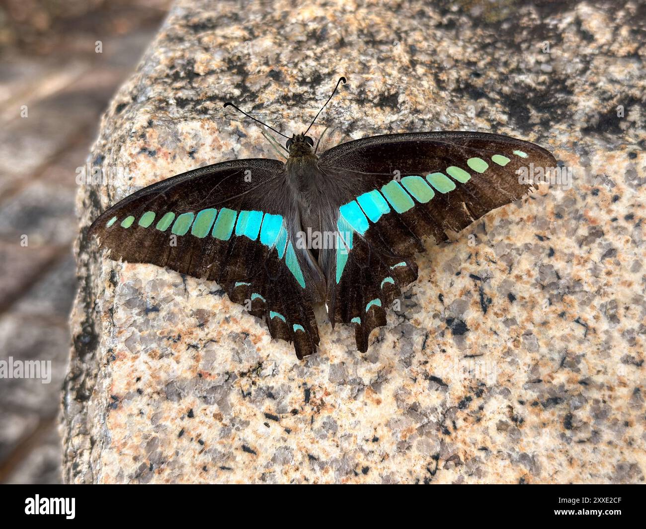 Un papillon avec des marques d'aile turquoise saisissantes prend un repos de la chaleur sur une surface de pierre mouchetée à l'ombre. Banque D'Images