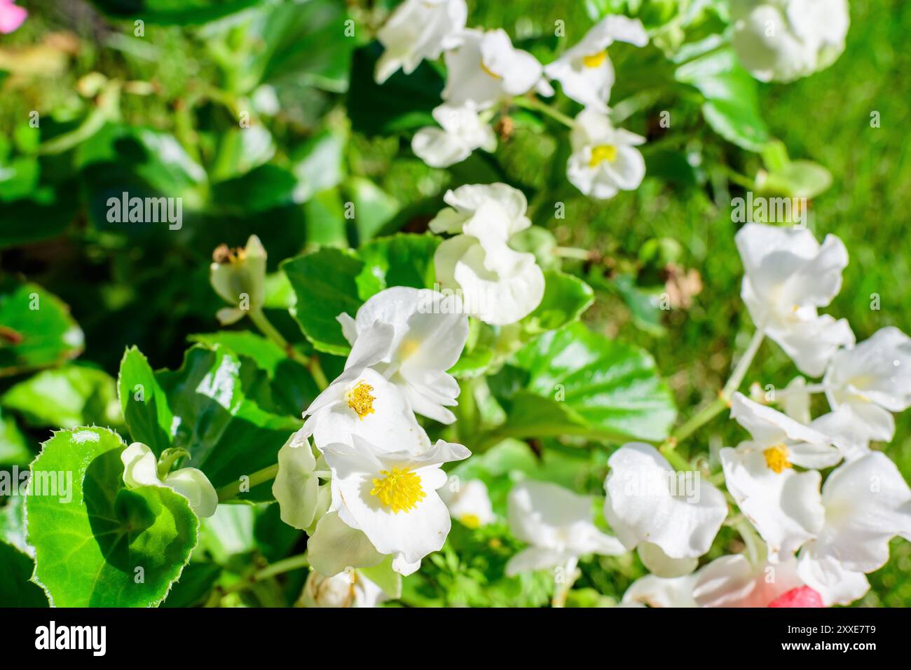 Gros plan de délicates petites fleurs blanches de bégonia avec des feuilles vertes fraîches dans un pot dans un jardin dans une journée d'été ensoleillée, plantes à fleurs vivaces dans le Banque D'Images