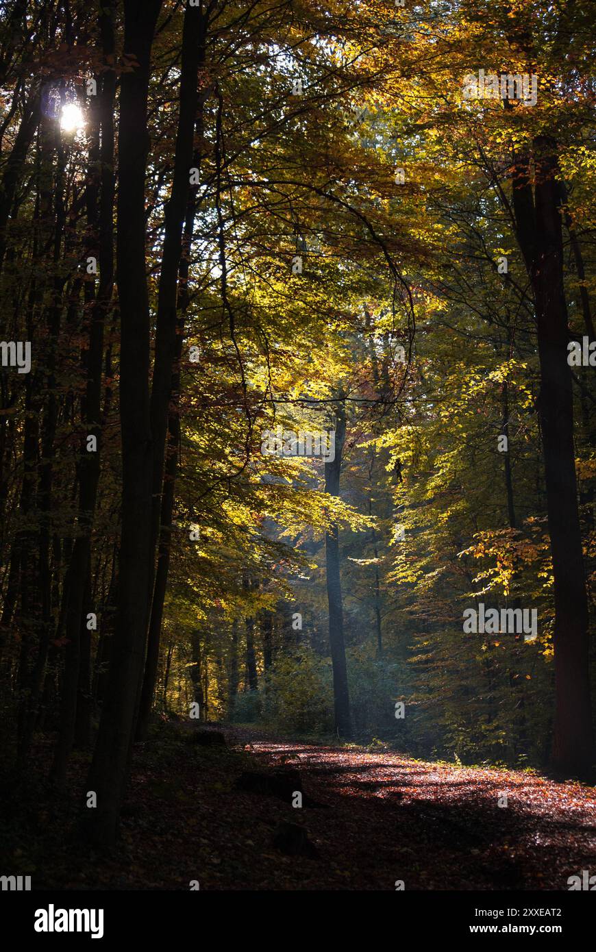 Humeur automnale avec soleil et couleurs merveilleuses dans la forêt. Banque D'Images