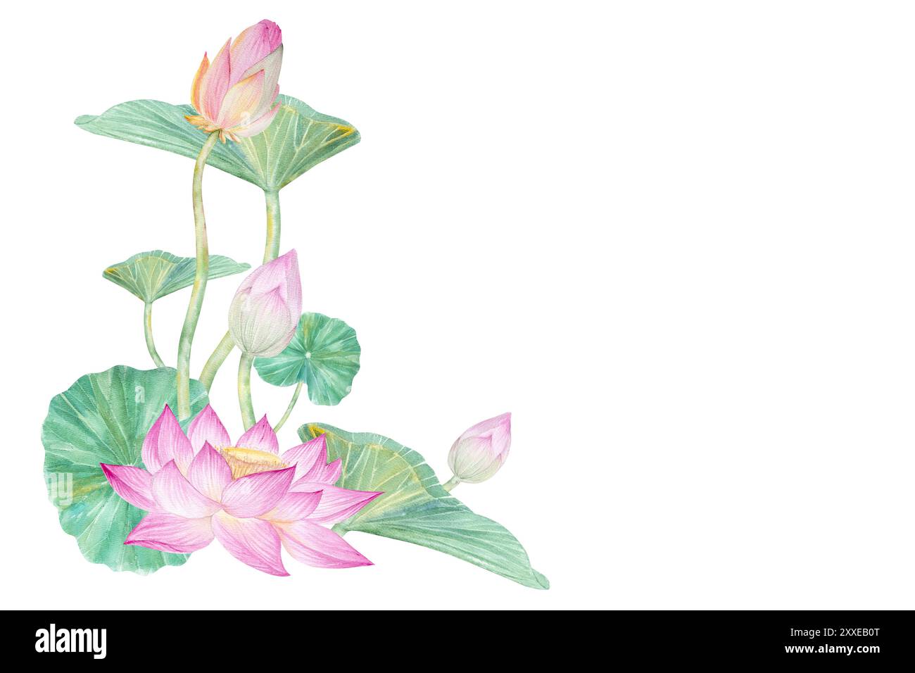 Composition bouquet de lotus, graines et feuilles. Illustration aquarelle louses et feuilles dessinées à la main, bouquet de fleurs de lotus pour la conception. Banque D'Images