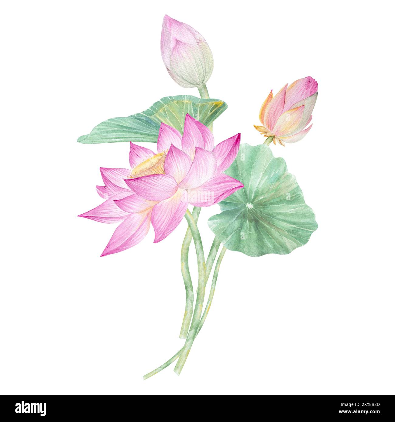 Fleurs de Lotus, feuilles, graines. Illustration à l'aquarelle dessinée à la main du nénuphar rose, des feuilles vertes et des graines. Dessin botanique. Set avec lotus pour la conception Banque D'Images