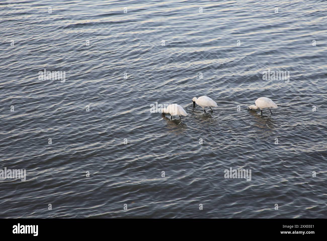 La rivière Parramatta près de la banlieue de Sydney de Five Dock. Banque D'Images