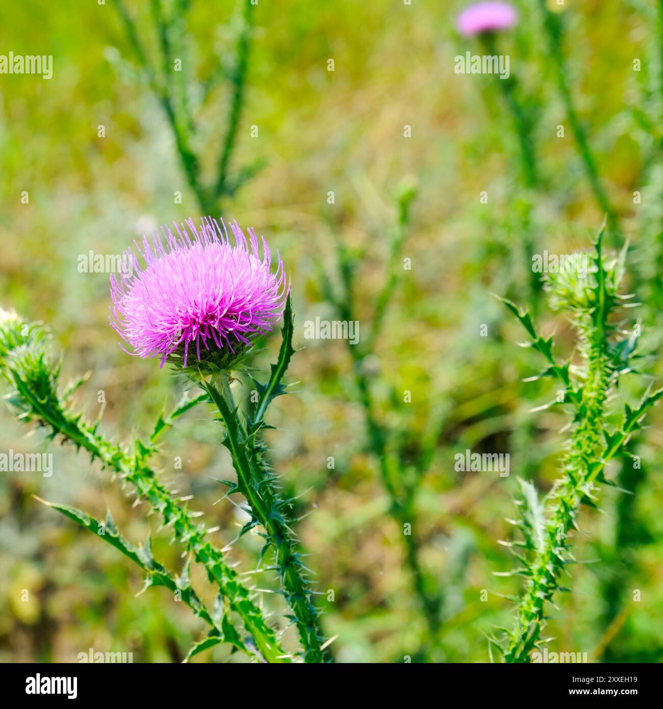 Fleurs de chardon Marie béni dans la prairie d'été. Silybum marianum remède à base de plantes, chardon de Sainte-Marie, chardon écossais marial, chardon Marie Banque D'Images