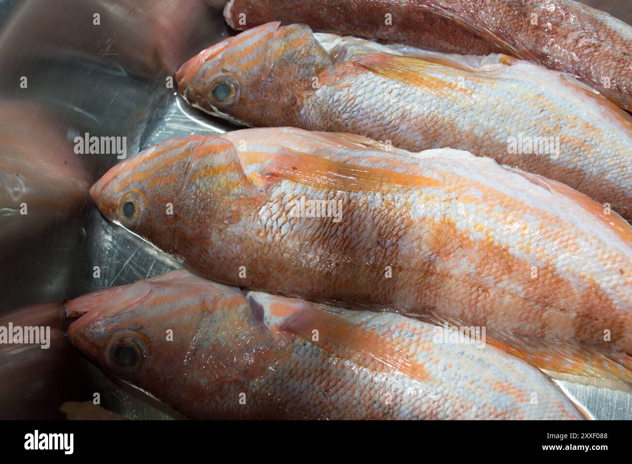 Poisson de mer cru comber, Serranus cabrilla, dans une casserole, préparation pour la cuisson, de la mer Adriatique, cuisine dalmate Banque D'Images