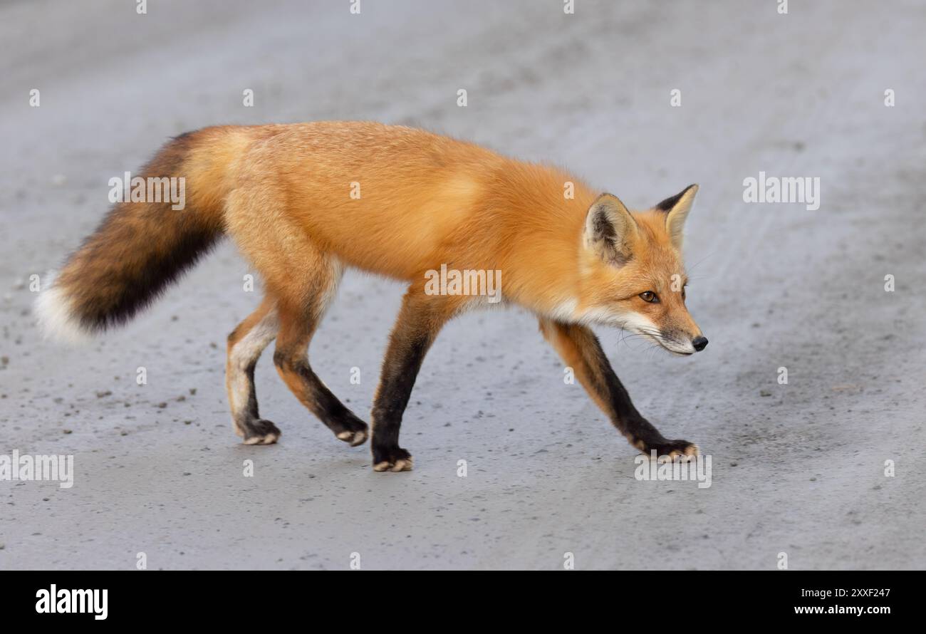 Un jeune renard roux marchant le long d'une route de campagne en automne. Banque D'Images