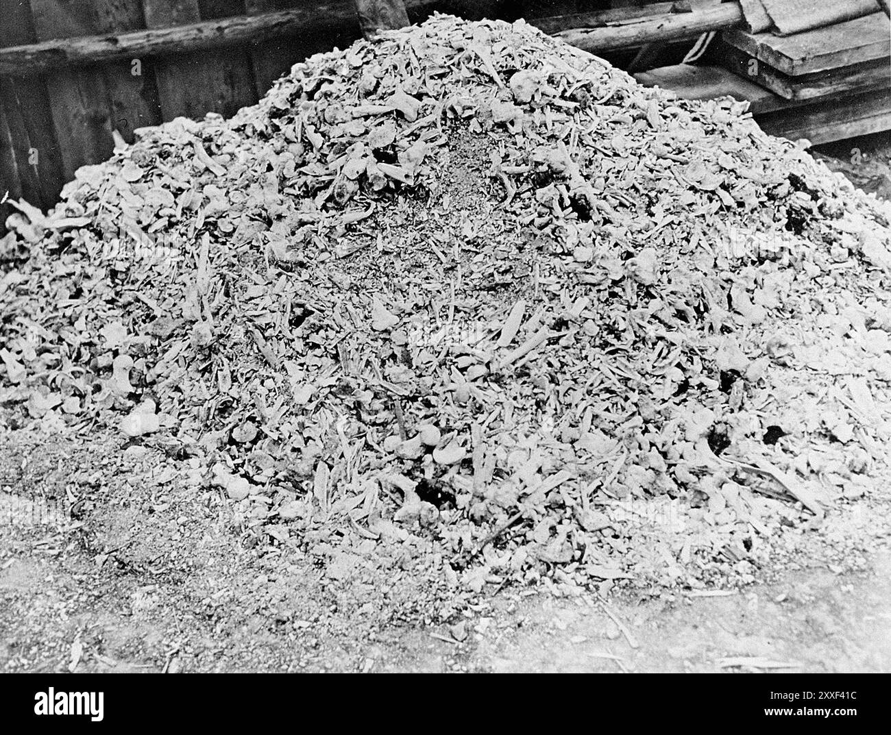 Un tas de cendres et d'os provenant des crématoires du camp de concentration de Buchenwald. Buchenwald et ses 139 sous-camps étaient des camps de travaux forcés et non des camps de la mort et il n'y avait pas de chambres à gaz. Cependant, les mauvaises conditions, les abus et les exécutions ont entraîné la mort de 56500 personnes dans ce pays. Il a été libéré par l'armée américaine le 11 avril 1945. La photo est datée du 14 avril 1945, trois jours après la libération du camp. Banque D'Images