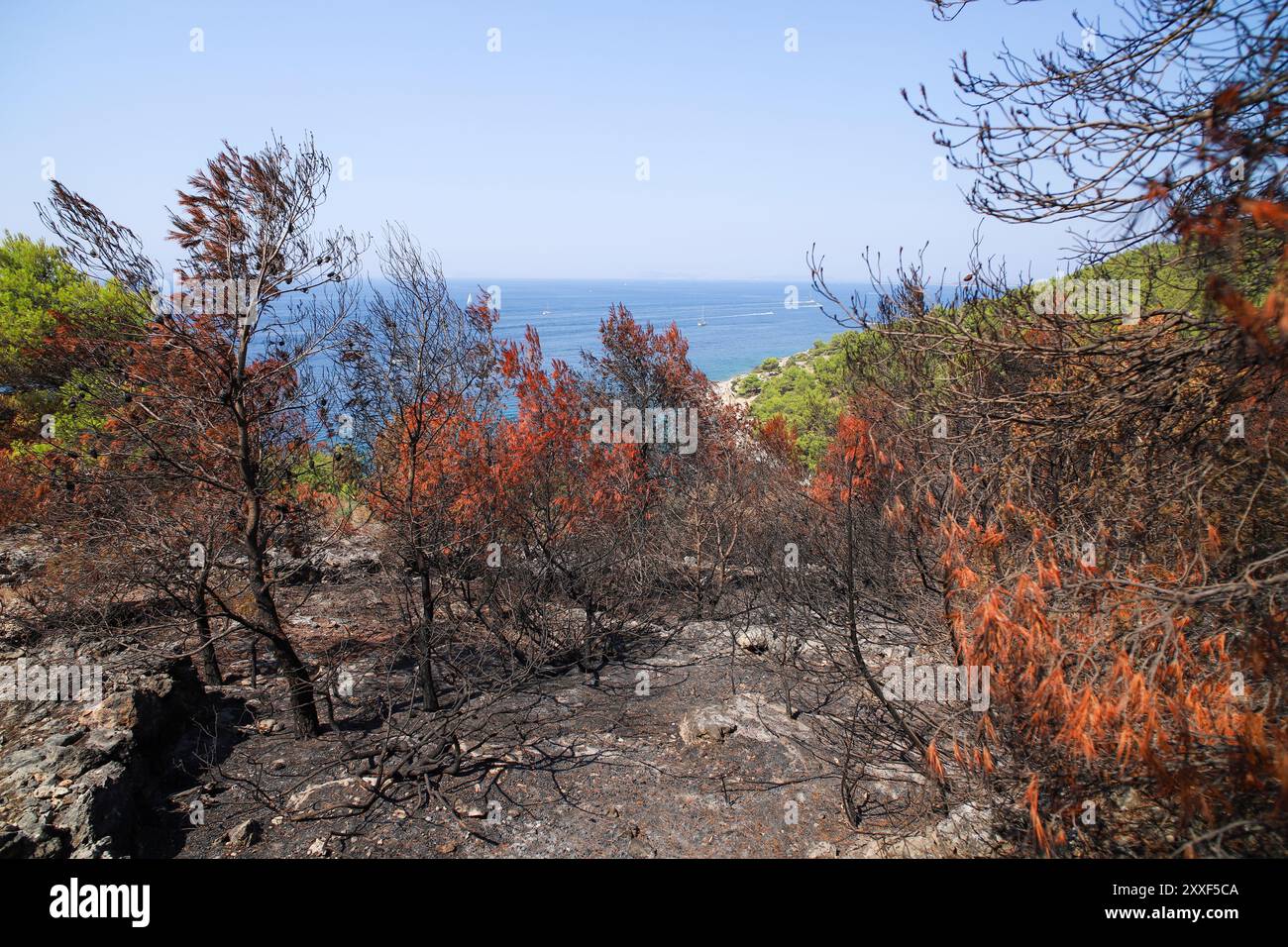 Feu de forêt sur Murter, Croatie, juillet 30 2024. Forêt brûlée par la mer Adriatique. Lagon bleu sous une forêt morte. Temps chaud et sec en Europe Banque D'Images