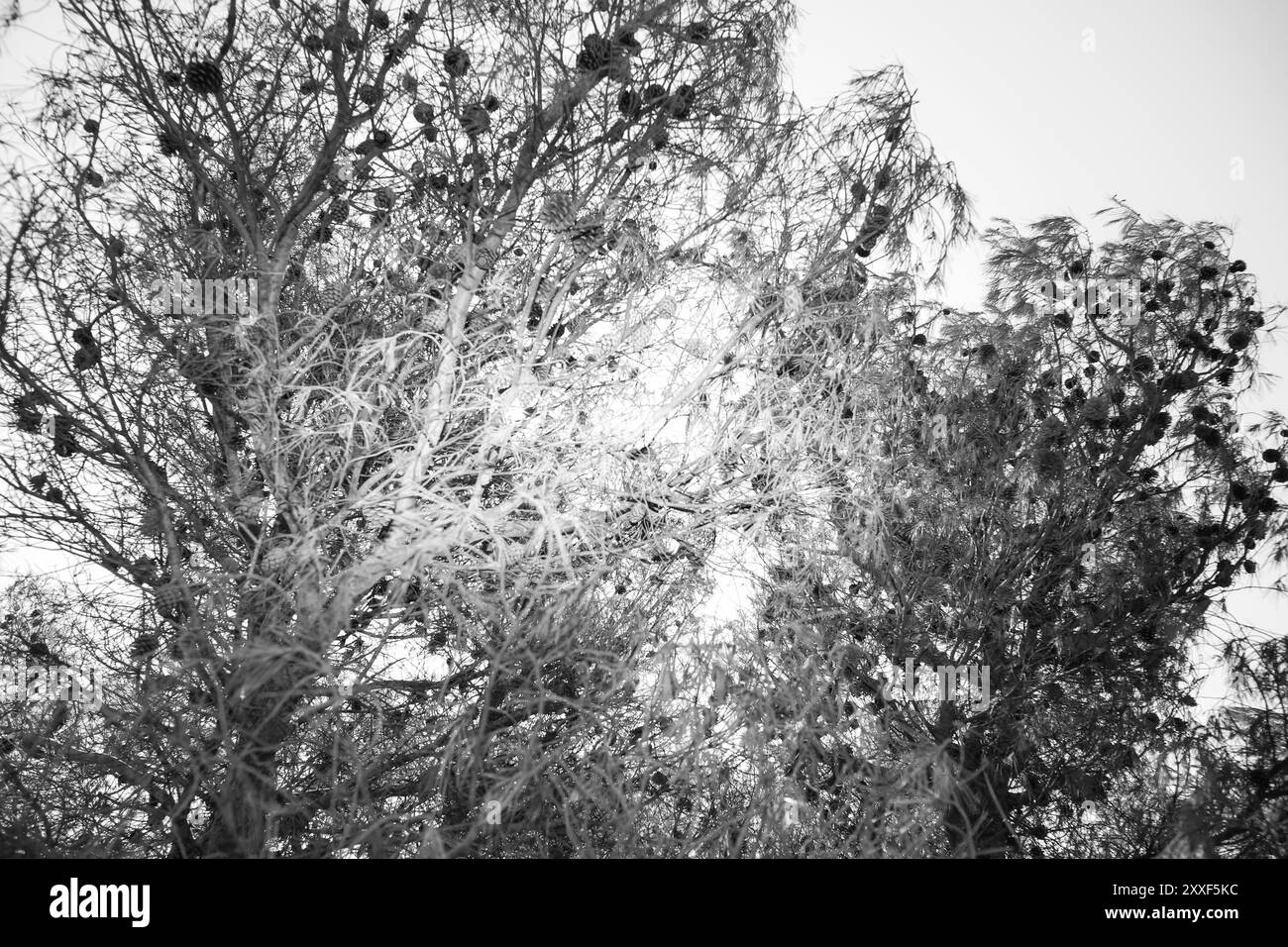 Feu de forêt sur Murter, Croatie, juillet 30 2024. Forêt brûlée par la mer Adriatique. Lagon bleu sous une forêt morte. Temps chaud et sec en Europe Banque D'Images