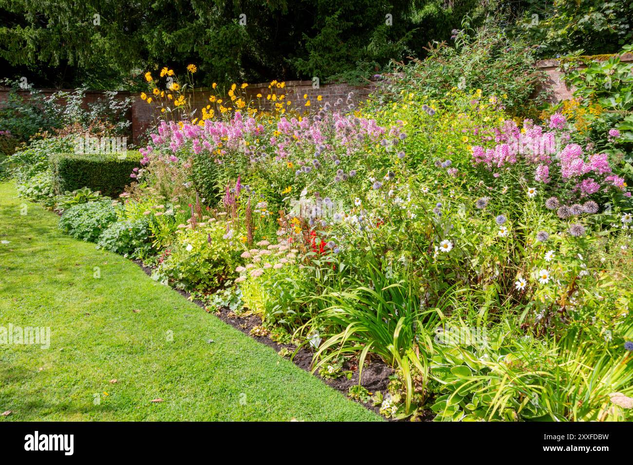 Bordure de fleur biologique saine dans un jardin, Royaume-Uni. 2024 Banque D'Images